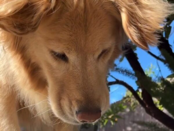 小さな生き物と『友達』になりたいゴールデンレトリバー　とった行動に「まるでディズニーの王子様」