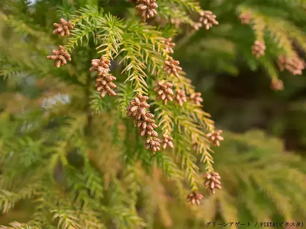 マスクだけじゃない花粉対策　アース製薬に聞いた1日1回のおすすめ習慣は？