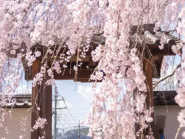 『新たな門出に桜咲く』　門を覆うピンク一色、希望に満ちた1枚に「前向きなエネルギーを感じる」