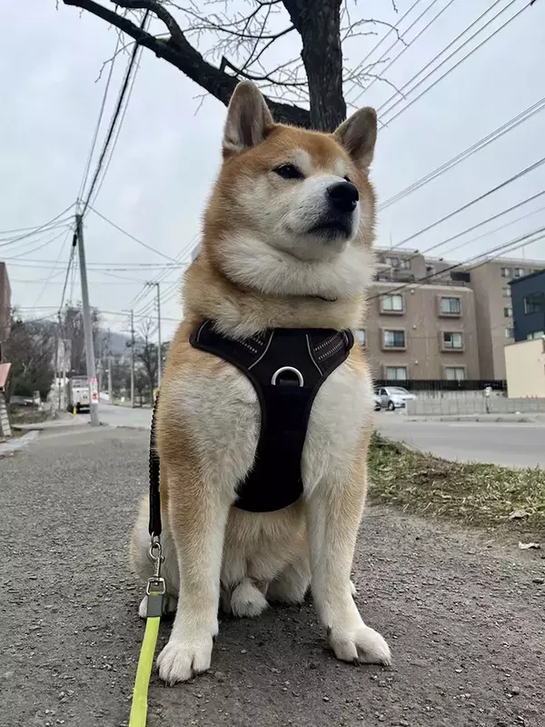 柴犬にハーネスをつけたら『タンクトップでジム帰り』にしか見えなくて…「笑った」「犬界の内村航平？」