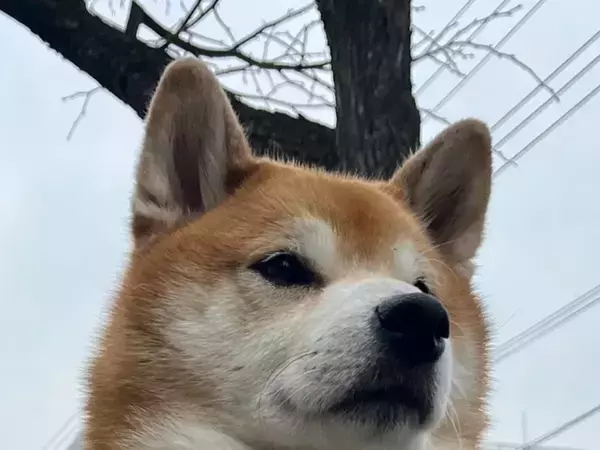 柴犬にハーネスをつけたら『タンクトップでジム帰り』にしか見えなくて…「笑った」「犬界の内村航平？」