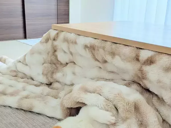 4月なのにコタツを片せないワケ　阻んでいるのは…「これは仕方ない」「もうちょっと待ってあげてー！」