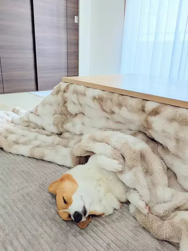 4月なのにコタツを片せないワケ　阻んでいるのは…「これは仕方ない」「もうちょっと待ってあげてー！」