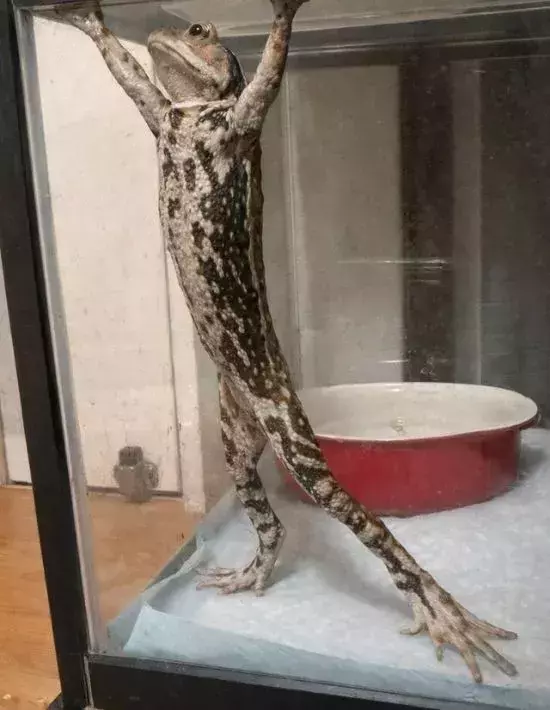 脱走のために『直立』したヒキガエル　まさかのプロポーションに「サザエさんのアレ」「既視感の正体コレか」