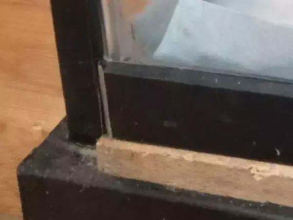 脱走のために『直立』したヒキガエル　まさかのプロポーションに「サザエさんのアレ」「既視感の正体コレか」