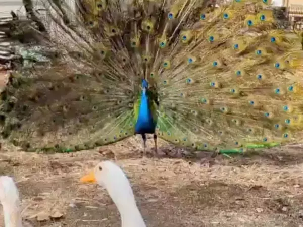 羽を広げたクジャクに遭遇した3羽のアヒル　焦る姿に「生きた四字熟語」「申し訳ないが笑う」