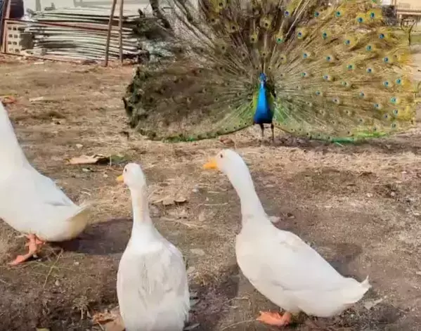羽を広げたクジャクに遭遇した3羽のアヒル　焦る姿に「生きた四字熟語」「申し訳ないが笑う」