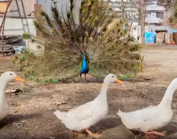 羽を広げたクジャクに遭遇した3羽のアヒル　焦る姿に「生きた四字熟語」「申し訳ないが笑う」