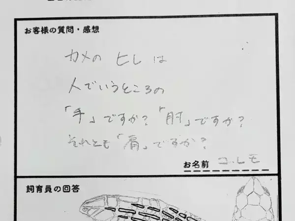「人とウミガメは一緒で…」　飼育員の回答に「知らなかった」「愛を感じる」