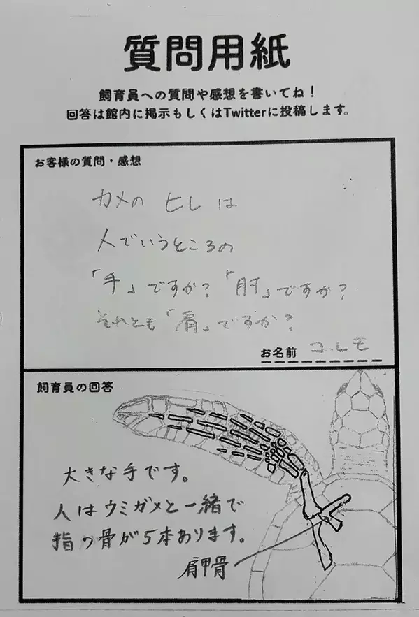 「人とウミガメは一緒で…」　飼育員の回答に「知らなかった」「愛を感じる」