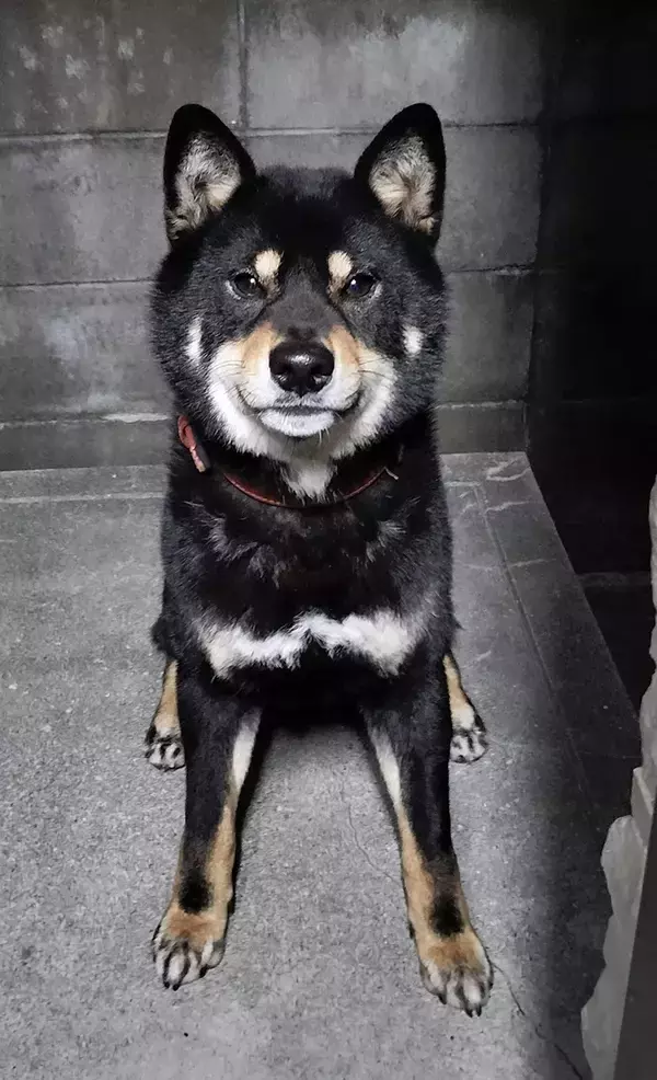 『主人公フェイス』な柴犬がかっこよすぎる！　「困っている人を助けてくれそう」「イケワン」