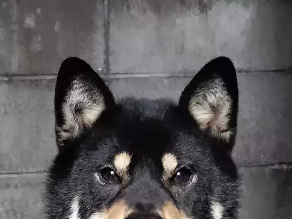 『主人公フェイス』な柴犬がかっこよすぎる！　「困っている人を助けてくれそう」「イケワン」