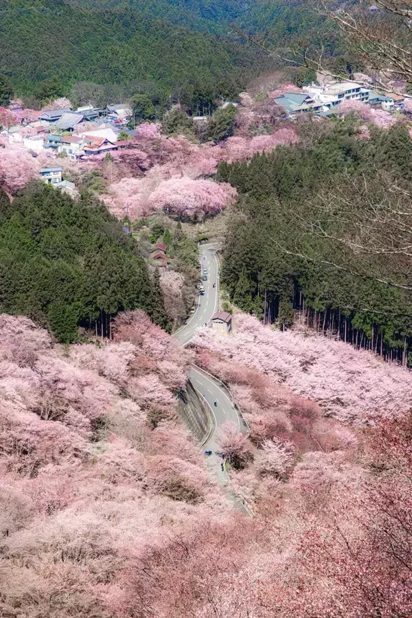 「まさに桜の海」 ピンク色に染まる山の絶景に「もはや天国か」「なんて素敵な世界だ」