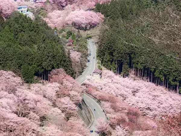 「まさに桜の海」 ピンク色に染まる山の絶景に「もはや天国か」「なんて素敵な世界だ」