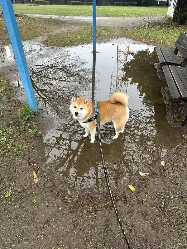 水たまりに入った柴犬に飼い主「何？って顔をするのやめて」　見せた表情が？
