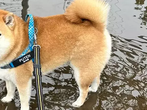 水たまりに入った柴犬に飼い主「何？って顔をするのやめて」　見せた表情が？
