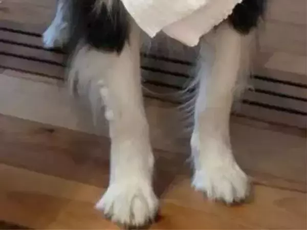 子供のおむつ替えをする飼い主　愛犬が背後に現れ？「お利口さん」「うちの犬にも見せたい」