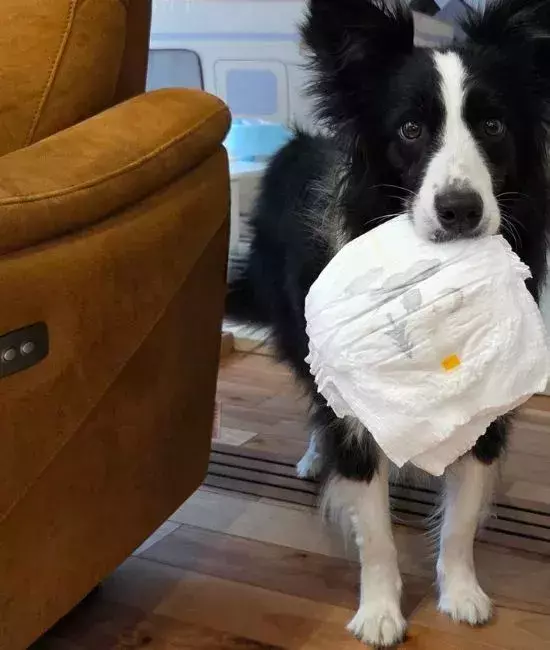 子供のおむつ替えをする飼い主　愛犬が背後に現れ？「お利口さん」「うちの犬にも見せたい」