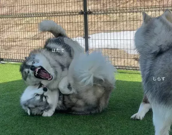 「大笑いした」「すごい顔」　初めて見る弟犬の『とんでもない顔』に、兄犬ドン引き！