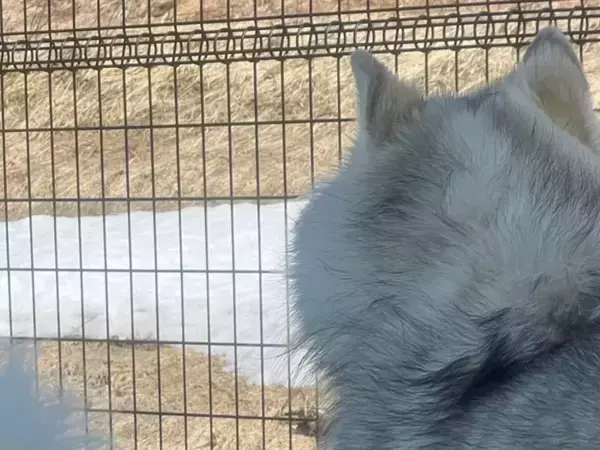 「大笑いした」「すごい顔」　初めて見る弟犬の『とんでもない顔』に、兄犬ドン引き！