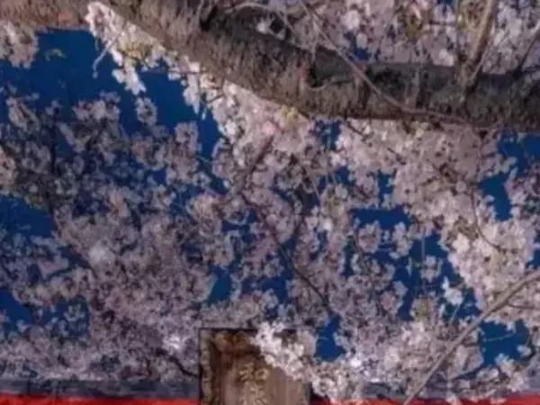 中へ進む勇気、ある？　名古屋市の住宅街に佇む夜桜に「異世界への入り口だ…」