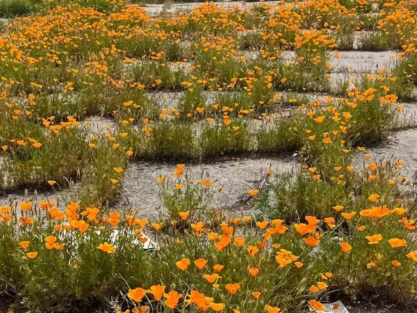 何もないはずの場所に広がるオレンジ色　その正体に「考えさせられる」