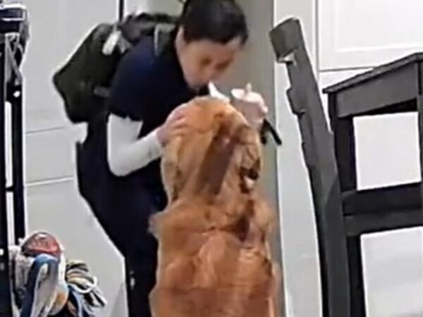 仕事に行く飼い主を見送った直後…　カメラに映っていた愛犬の『行動』に「心が張り裂けそう」