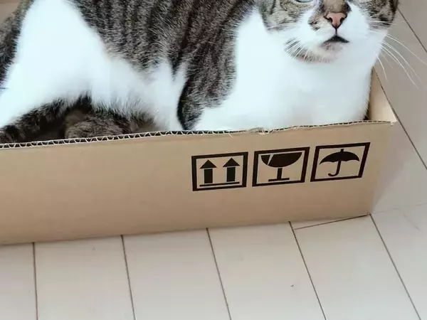 空きダンボールをもらった猫、よほど嬉しかったのか…　見せた表情に「いくらでもあげたい」