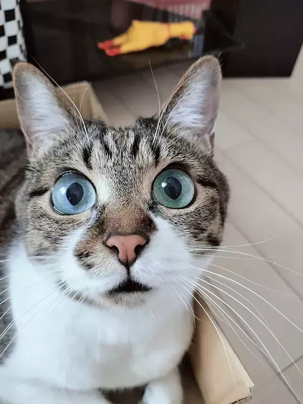 空きダンボールをもらった猫、よほど嬉しかったのか…　見せた表情に「いくらでもあげたい」