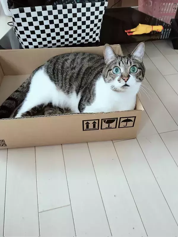 空きダンボールをもらった猫、よほど嬉しかったのか…　見せた表情に「いくらでもあげたい」