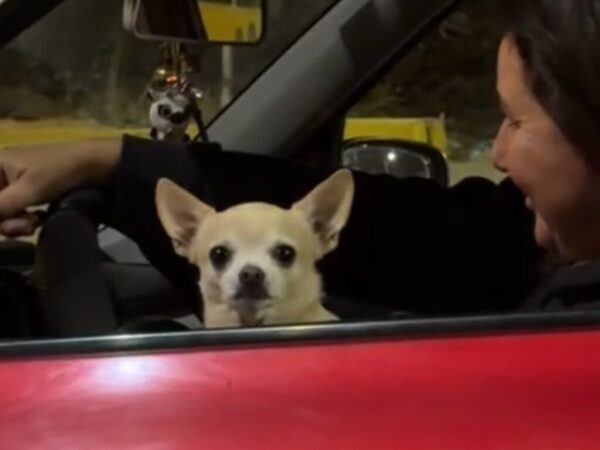 隣の車からチワワが顔を出したと思ったら？　予想外の『展開』に「パラダイスのようだ」「面白すぎる」