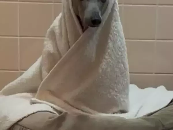 風呂場の前で待機する犬　そのワケに「これは心強い」「犬と暮らすとそんなメリットがあるのか」