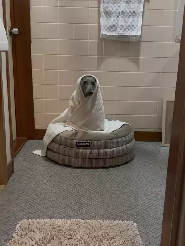 風呂場の前で待機する犬　そのワケに「これは心強い」「犬と暮らすとそんなメリットがあるのか」