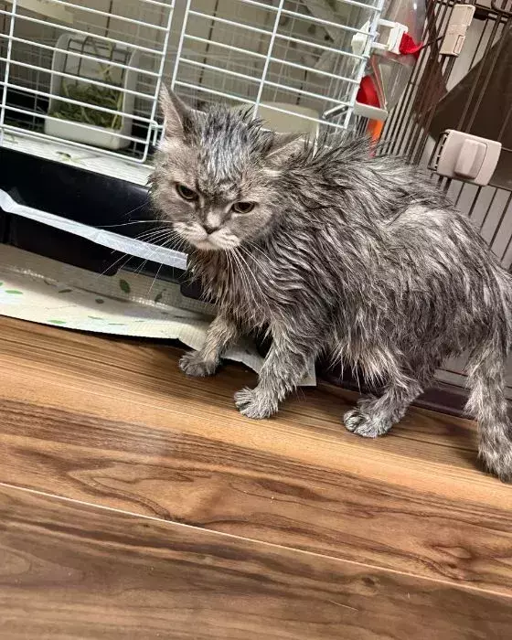 愛猫3匹をシャンプーした結果　向けられた視線に「声出して笑った」