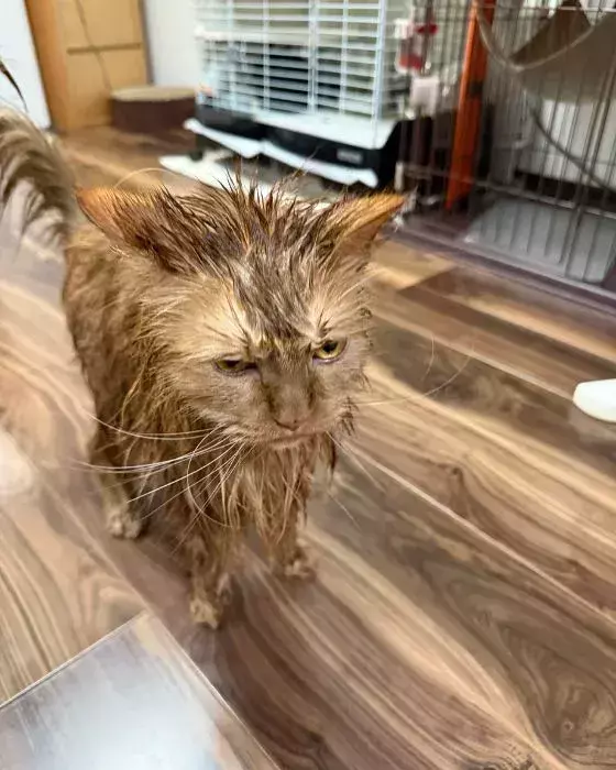 愛猫3匹をシャンプーした結果　向けられた視線に「声出して笑った」