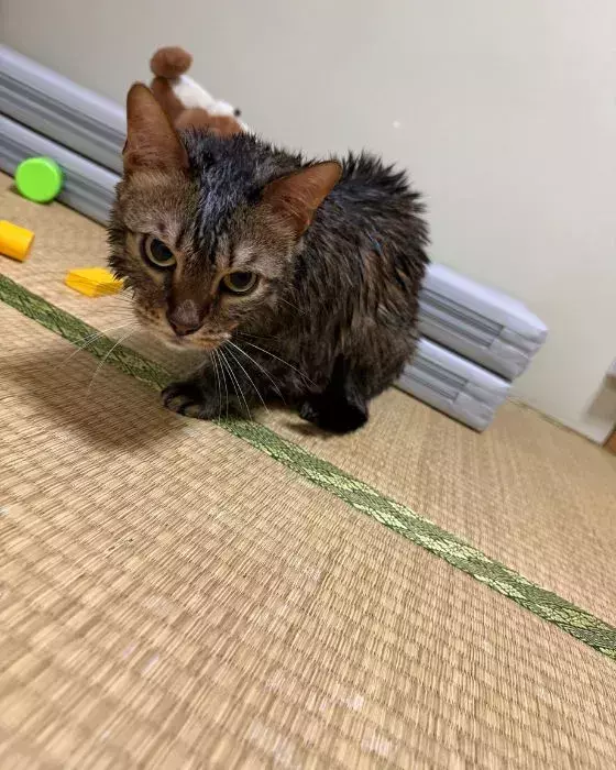 愛猫3匹をシャンプーした結果　向けられた視線に「声出して笑った」