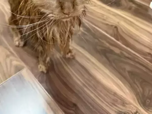 愛猫3匹をシャンプーした結果　向けられた視線に「声出して笑った」