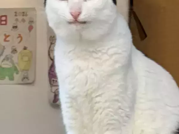 同じ猫の『表情の違い』がすごい　「２枚目はチベットスナギツネ？」