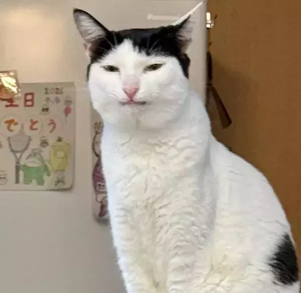 同じ猫の『表情の違い』がすごい　「２枚目はチベットスナギツネ？」