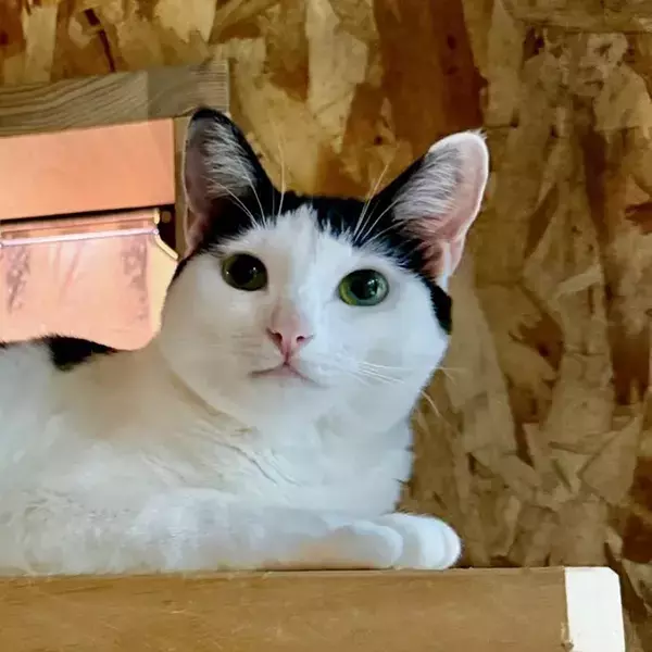 同じ猫の『表情の違い』がすごい　「２枚目はチベットスナギツネ？」