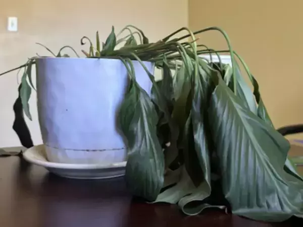 「ドラマチックすぎる」　水をもらった植物の反応にネット爆笑