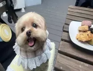 カフェでクッキーを注文した飼い主　勘違いした愛犬の『期待度100％』の姿がこちら