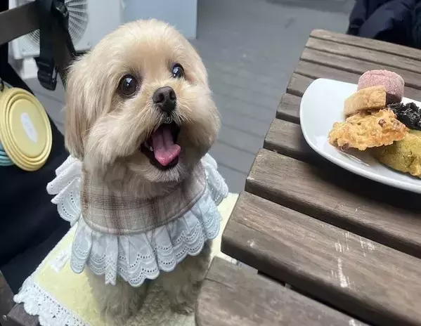 カフェでクッキーを注文した飼い主　勘違いした愛犬の『期待度100％』の姿がこちら