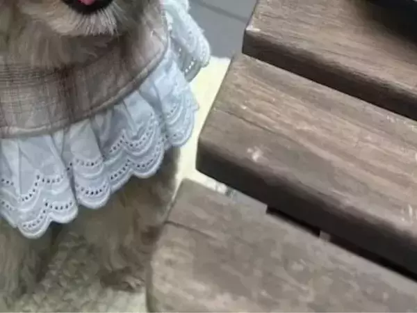 カフェでクッキーを注文した飼い主　勘違いした愛犬の『期待度100％』の姿がこちら