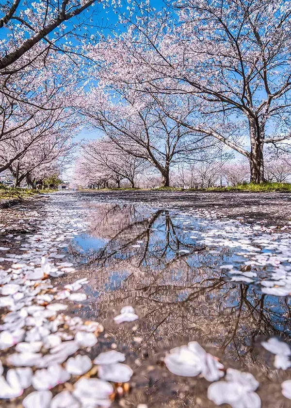 桜は散ってからも美しい…　雨上がりが作り出した絶景に「最高の景色」「春のロマン」