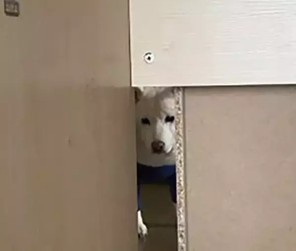 机の下にもぐって勉強する子供　すると現れたのは？「めっちゃ見てる」「笑った」