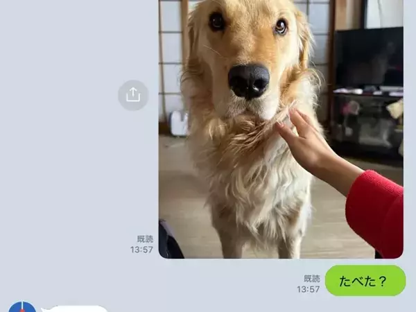「ご飯もらってませんけど」の顔をする犬　家族にLINEで確認した理由が？「笑った」「うちも同じ」