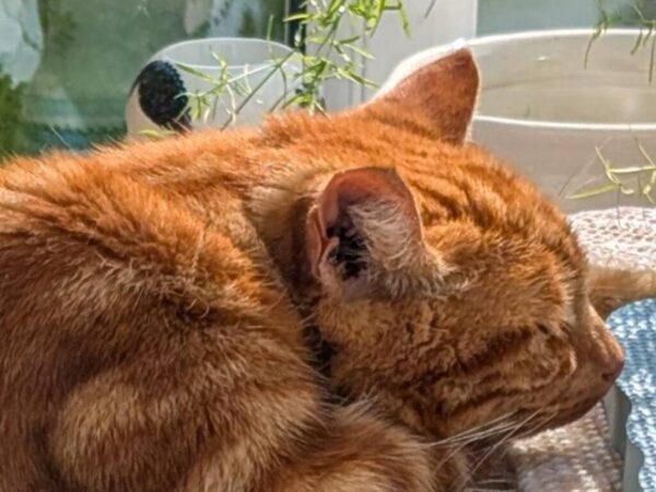 ただの猫の写真かと思ったら？　衝撃の姿に「AIじゃないの！？」「溶けちゃった！」