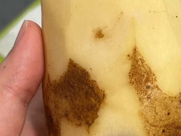 ジャガイモにまさかの模様　思わず二度見した正体に「完全にWi-Fi」