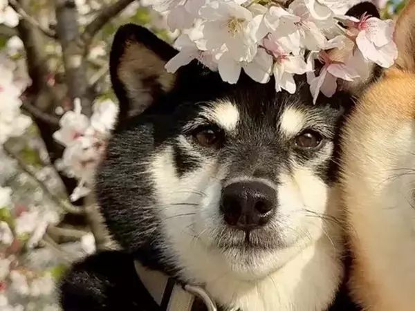 桜の下で柴犬姉妹を撮影　思わず笑った理由に「このインパクトよ」「今すぐ日本に引っ越したい」